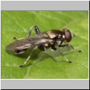 Xylota abiens~florum~jacutorum - Langbauchschwebfliege 01a.jpg